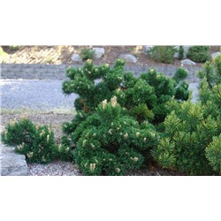 Сосна	Pinus mugo	Jakobsen			C5	15-25