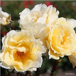 Rosa floribunda Mentor-Rose