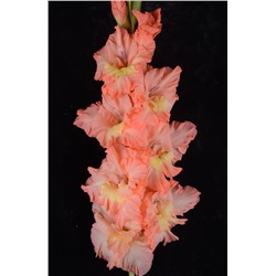 Гладиолус крупноцветковый Летние Каникулы