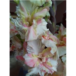 Гладиолус крупноцветковый Снегири Экстра