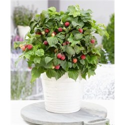 Малина Rubus idaeus BonBonBerry® 'Yummy'PBR Liners P12
