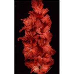 Гладиолус крупноцветковый Арабика