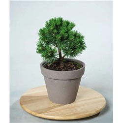 Pinus mugo 'Allgäu'	C2 15-20