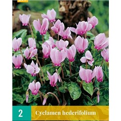 Цикламен hederifolium [13/15] 2шт