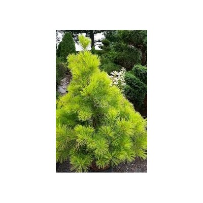 Pinus strobus 'Louie' 40-50 cm cont. 10L