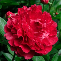 Paeonia herbaceous Adolphe Rousseau (tube) Пион травянистый Адольф Руссо