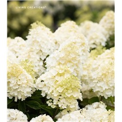 Hydrangea paniculata Summer Snow/ Саммер Сноу 1 л