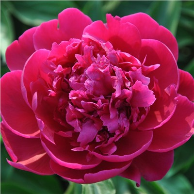 Paeonia herbaceous Zi Fu Rong (tube) Пион травянистый Райская Птичка