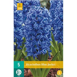 Hyacinth Blue Jacket * 15/16 * 5 шт