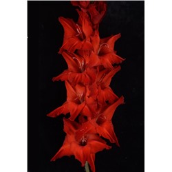 Гладиолус крупноцветковый Червона Дама