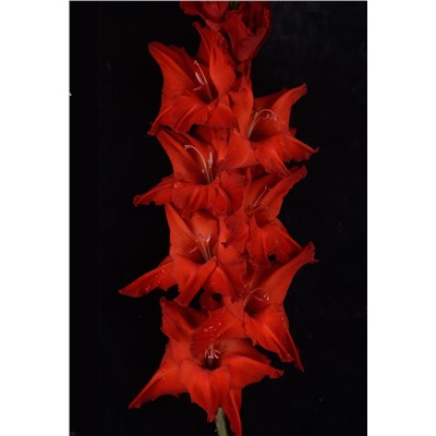 Гладиолус крупноцветковый Червона Дама
