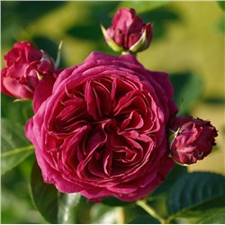 Rosa floribunda Marie Antoinette