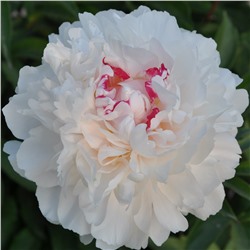 Paeonia herbaceous Xue Yuan Hong Xing (tube) Пион травянистый Поцелуй Невесты