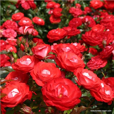 Rosa floribunda Planten Un Blomen