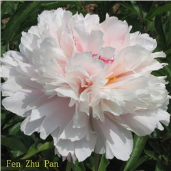 Paeonia herbaceous Fen Zhu Pan (tube) Пион травянистый Розовый Жемчуг