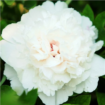 Paeonia tree Xue Ta (tube)  Пион древовидный Снежная Крепость