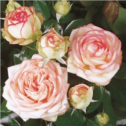Rosa miniature Biedermeier