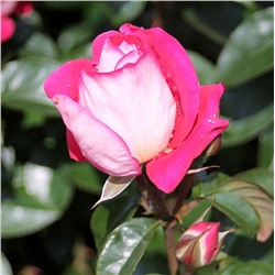 Rosa floribunda Heimatmelodie