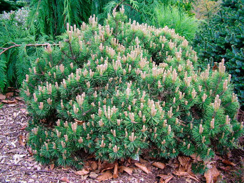 Сосна мопс описание. Сосна Горная Мопс Миджет. Сосна Горная Pinus mugo Mops. Pinus Мопс mugo. Сосна Горная Mops (Мопс).