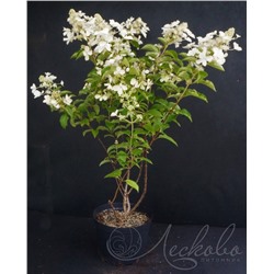 Гортензия метельчатая (Hydrangea paniculata `White Lady`),  С 10