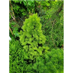 Picea glauca 'Double Celebration' PBR С3 50-50