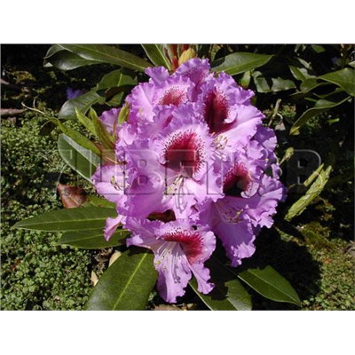 Rhododendron hybrida Kabarett
