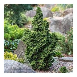 Thuja occidentalis 'Primo'	C3