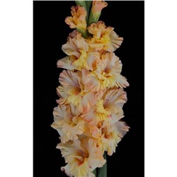 Гладиолус крупноцветковый Майя Плисецкая