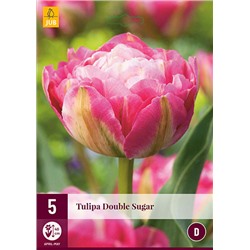 Tulipa Double Sugar * 12/+ * 5 шт