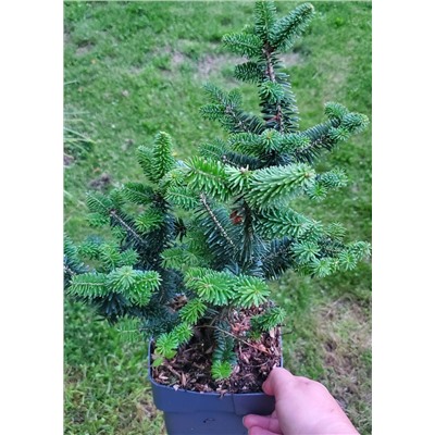 Abies koreana Nana   С2