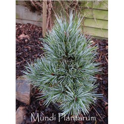 Pinus koraiensis 'Tsingtao' NEW	20-25 cm cont. 3,0L