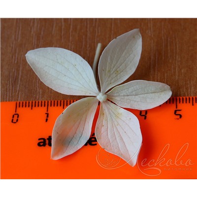 Гортензия метельчатая (Hydrangea paniculata `Dentelle de Gorron`)	С 7,5