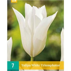White Triumphator [11/12] 7шт