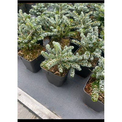 Abies koreana 'Kohout Ice Breaker '®	C2