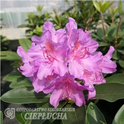 Rhododendron hybriden Pink Purple Dream