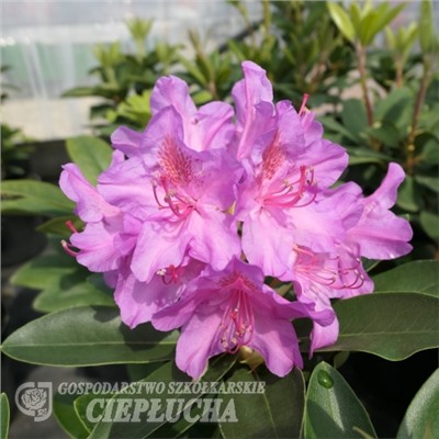 Rhododendron hybriden Pink Purple Dream
