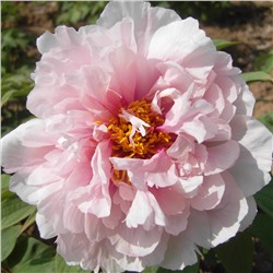 Paeonia tree Xue Ying Tao Hua (tube)  Пион древовидный Персик Под Снегом