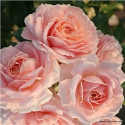 роза CREMOSA (штамб 80 см.)