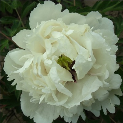 Paeonia rockii Bing Shan Cang Yu (tube)  Пион рока Маленький Император