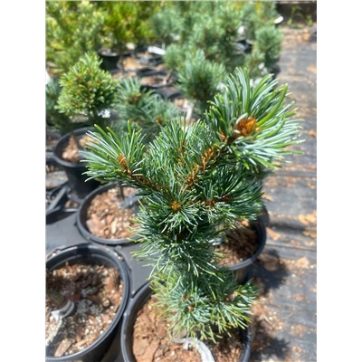 Pinus parviflora 'Blue Lou' 20-25 cm cont. 3,0L