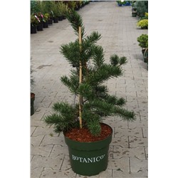 Pinus banksiana 'Arktis'	D 10	L 60-80