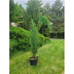 Juniperus scopulorum Blue Arrow С5   70-80