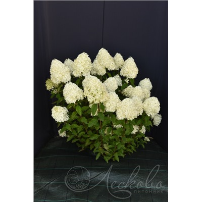 Гортензия метельчатая (Hydrangea paniculata `Cotton Cream`)	С 3