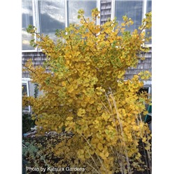 Ginkgo biloba 'Grove High' 40-50 cm cont. 10L