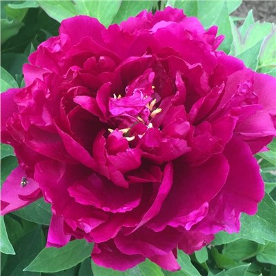 Paeonia tree Dao da chen (tube)  Пион древовидный Островной Министр