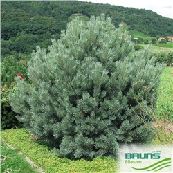 Pinus sylvestris 'Watereri'	C3