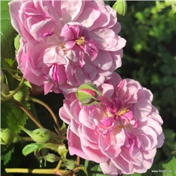 роза ROMANTIC SILUETTA (штамб 140 см.)