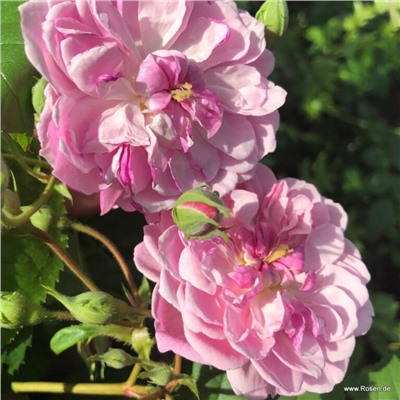 роза ROMANTIC SILUETTA (штамб 140 см.)