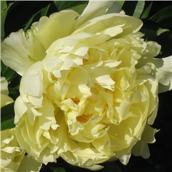 Paeonia herbaceous Huang Jin Lun (tube) Пион травянистый Золотая Колесница