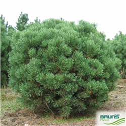 Pinus mugo 'Mops' 25-30 cm cont. 7,5L